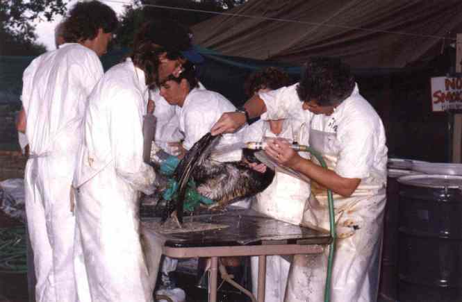 Cleaning up oiled pelicans after the 1993 oil spill in Tampa Bay. Photo: Dawn Waldt.