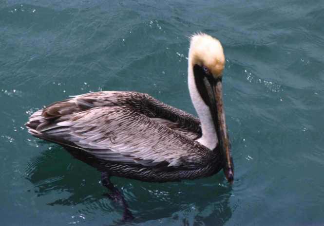 pelican