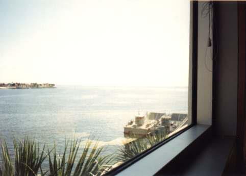 view from my desk in Florida